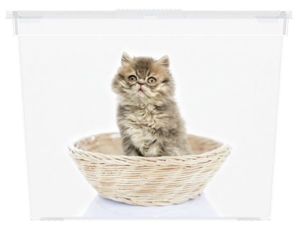 1532025983-225599-big